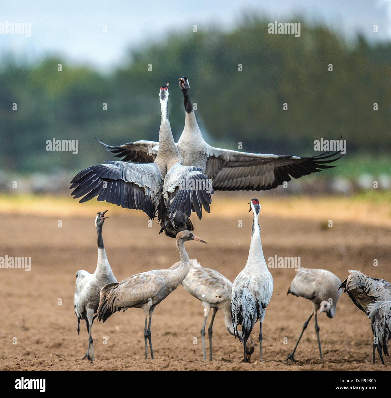 Tanzende Kraniche im landwirtschaftlichen Bereich. Gemeinsame Kran oder Eurasische Kranich Wissenschaftlicher Name: Grus Grus, Grus communis. Stockfoto