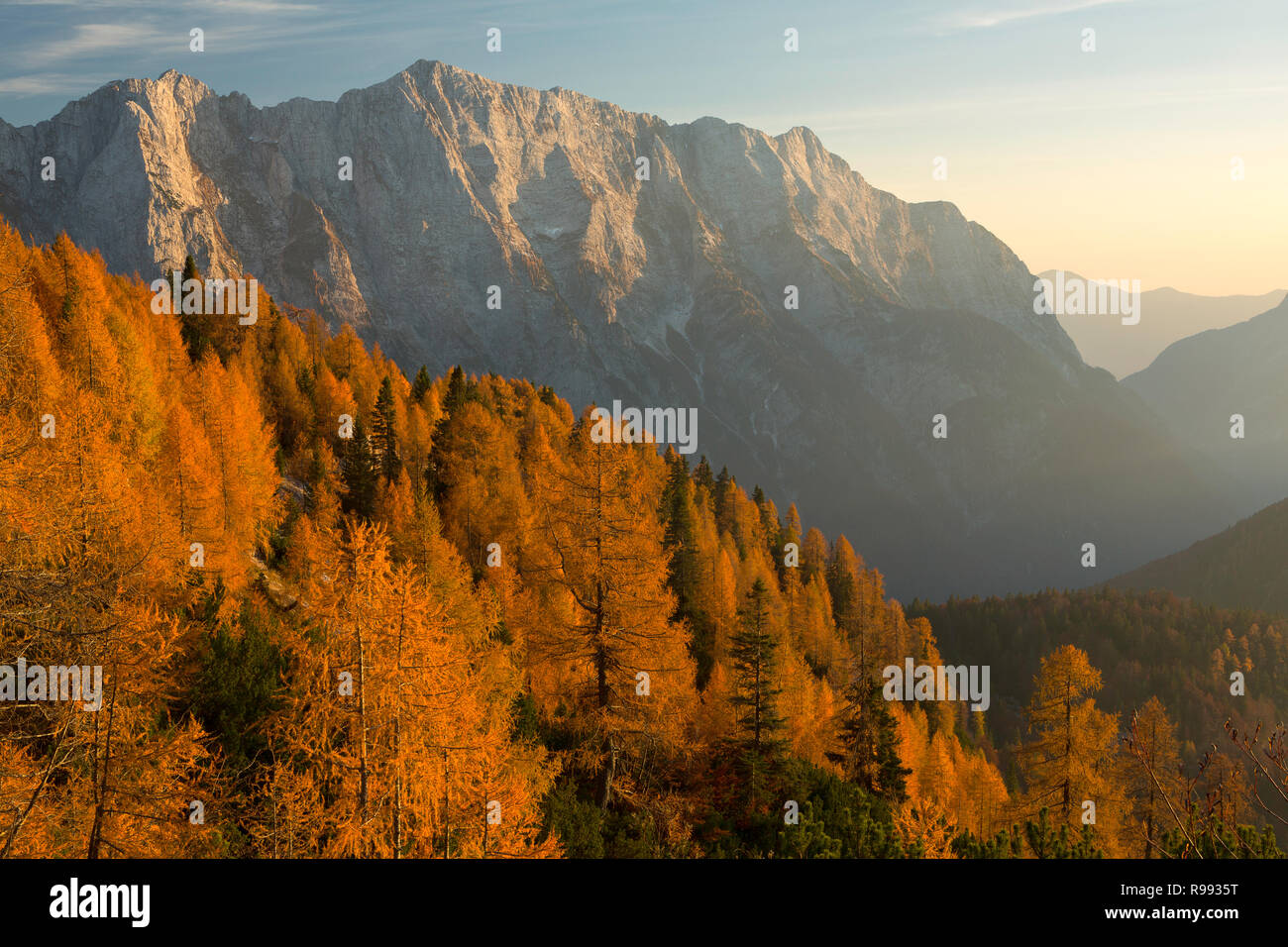Lärchen und die Julischen Alpen in der Nähe von Sunset entlang der Mangart Straße im Herbst im Triglav Nationalpark, Slowenien. Stockfoto