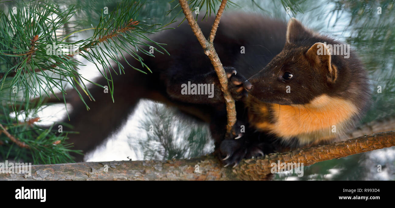 Die Europäische Baummarder (Martes martes), üblicherweise als Der Baummarder im englischsprachigen Europa bekannt, und weniger häufig auch als pineten bekannt, Baum m Stockfoto