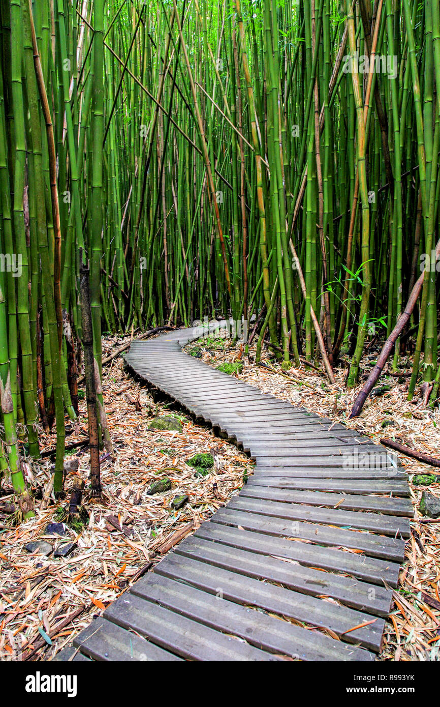 Bambus Wald entlang Pipiwai Trail in Maui, die in der Nhe der Strae nach  Hana, Hawaii gefunden werden kann Stockfotografie - Alamy