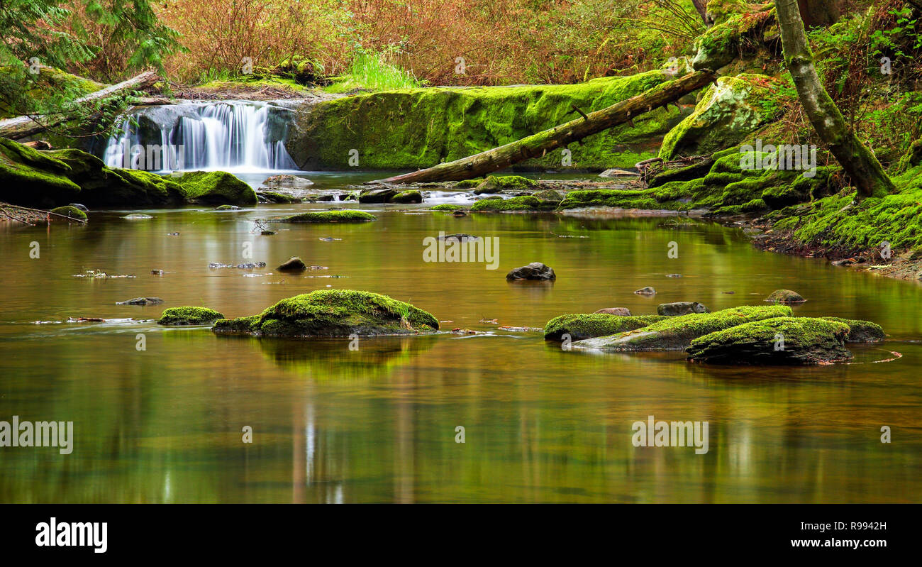 Eine kleine Kaskade entlang Whatcom Creek in Bellingham, WA mit ruhigem Wasser Stockfoto