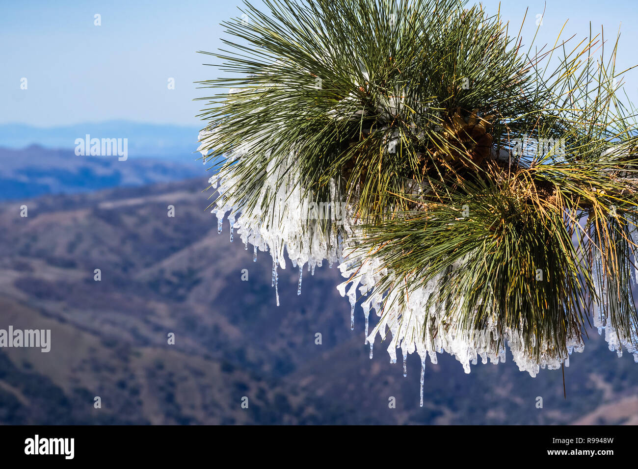 In der Nähe des gefrorenen Tannennadeln an einem kalten Wintertag auf Mt Hamilton, San Francisco Bay Area im Hintergrund, San Jose, Kalifornien Stockfoto