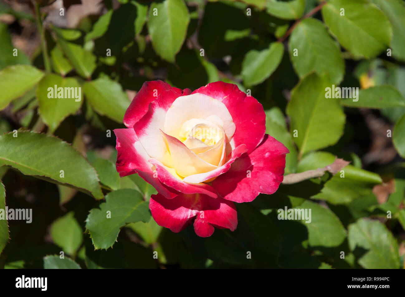 Sydney Australien, rosa und weiß blühenden Rosenbusch Stockfoto