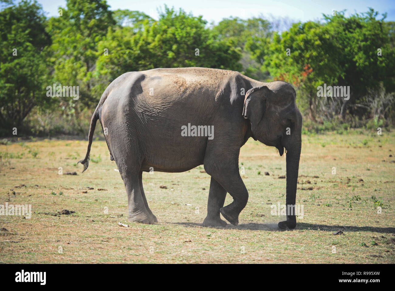 Sri Lankan Elefant (Elephas Maximus Maximus) im udawalawe National Park, an der Grenze von Kärnten und Uva-Provinzen, in Sri Lanka. Stockfoto