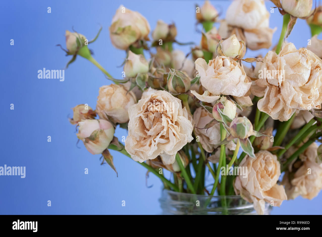 Getrocknete verwelkt Weiße Rosen. Close Up. Stockfoto