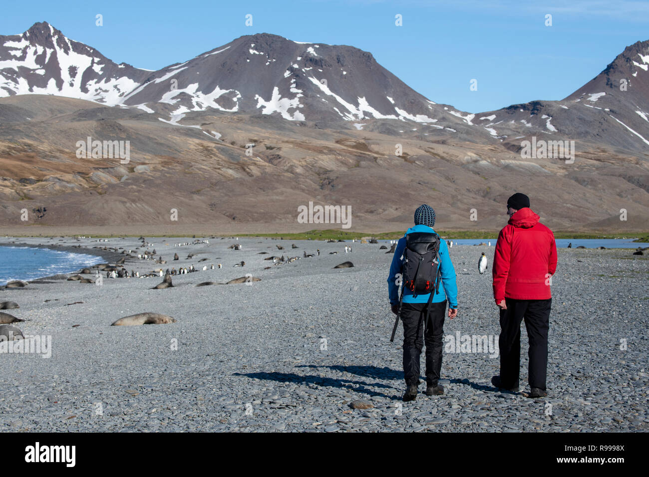 Vereinigtes Königreich, Südgeorgien, Fortuna Bay. Abenteuer Touristen erkunden Pfeifen Cove mit König Pinguine und Seehunde. Stockfoto