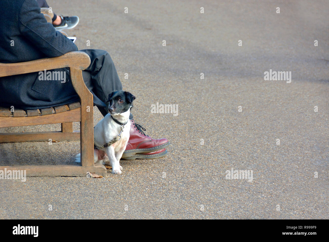 London, England, UK. Mann auf einer Bank in der St James's Park mit seinem Hund Stockfoto
