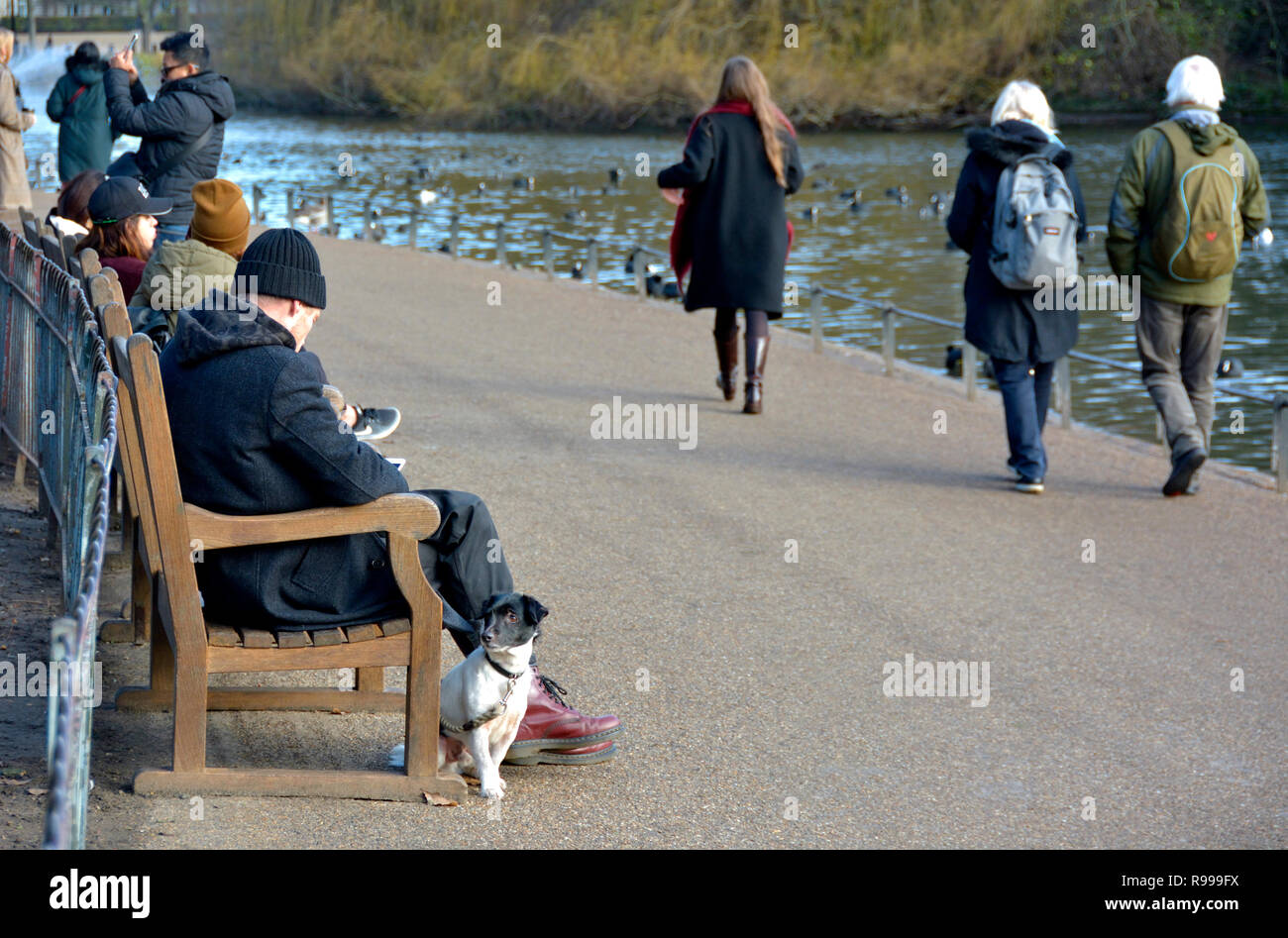 London, England, UK. Mann auf einer Bank in der St James's Park mit seinem Hund Stockfoto