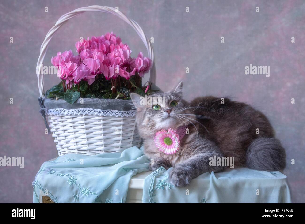 Stillleben mit Kitty und Blumen Stockfoto