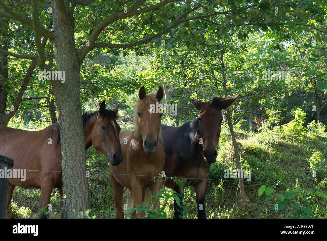 Kostenlose Pferde Unter Die Baume In Einem Kleinen Wald Stockfotografie Alamy