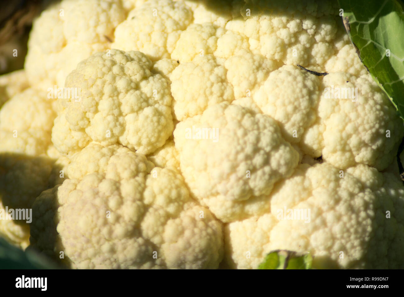 Blumenkohl closeup Schuß Stockfoto