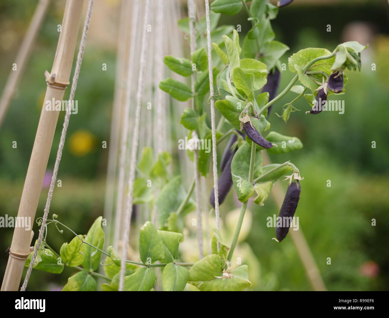 Permakultur Garten mit Bohnen und Blumen Stockfoto