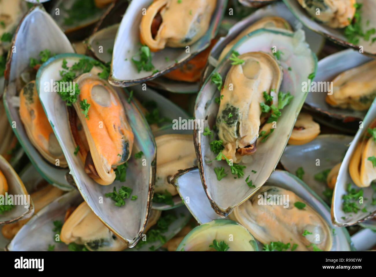 Grüne Muschelschalen Stockfoto
