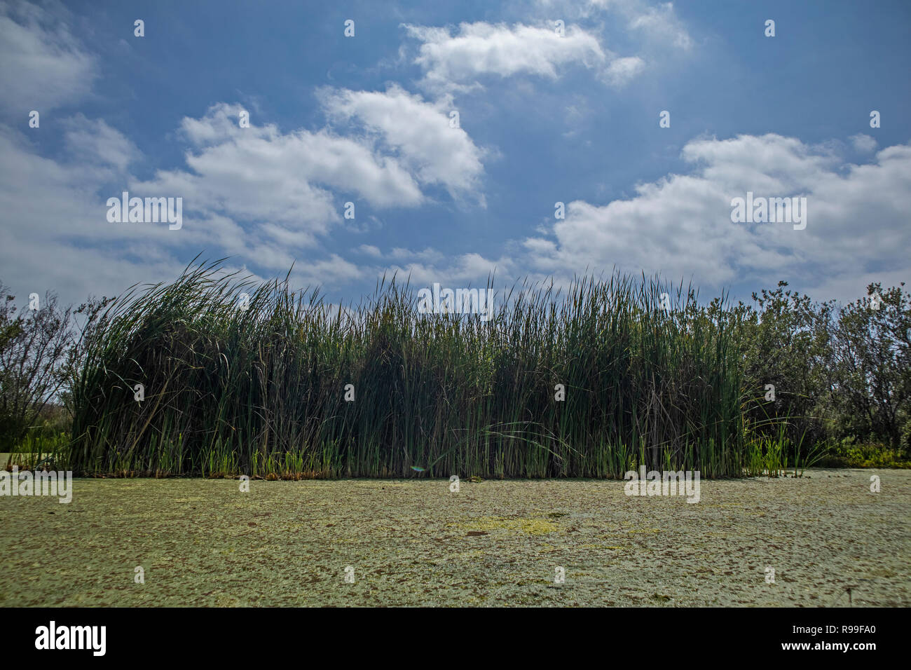 Algen blühen im Ballona Wetlands. Der Ballona Wetlands ist ein geschützter Bereich, in der Nähe von Marina Del Rey und Playa Del Rey und ist eines der letzten bedeutenden Wir Stockfoto