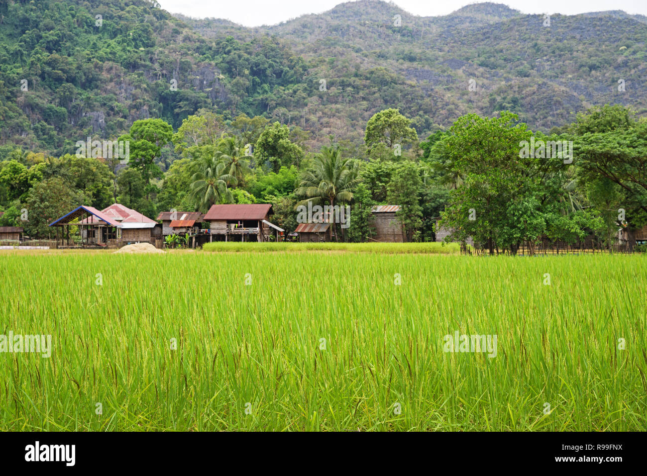 Reisfeld mit grünen reifen Reis mit Häusern im Hintergrund Stockfoto
