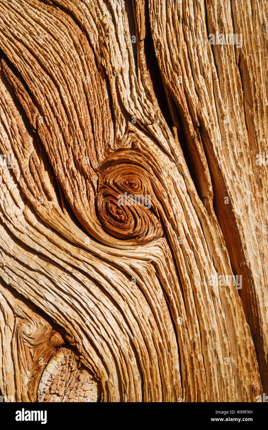 Freiliegende distressed natürlichen Holz Hintergrund Textur auf einem mit Pinien trunk Stockfoto