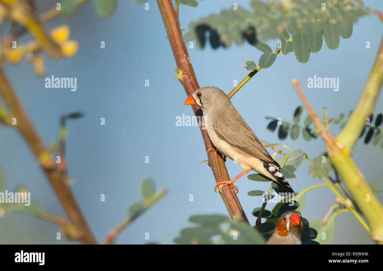 Weibliche Zebra Finch, Taeniopygia guttata, in einem Busch in westlichen Queensland thront. Stockfoto