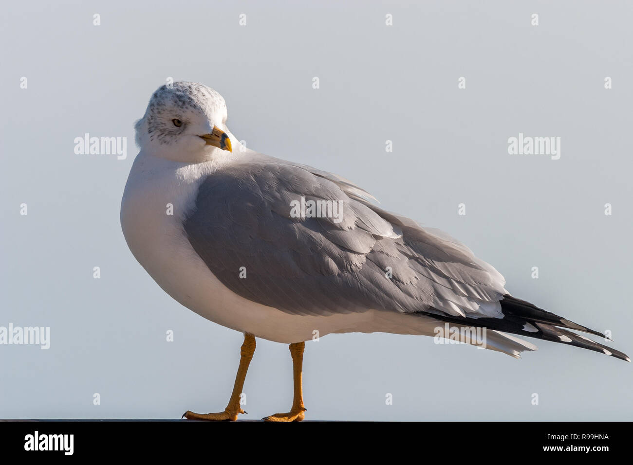 Ring-billed Gull auf einer Schiene in der Nähe von Lake Michigan gelegen Stockfoto