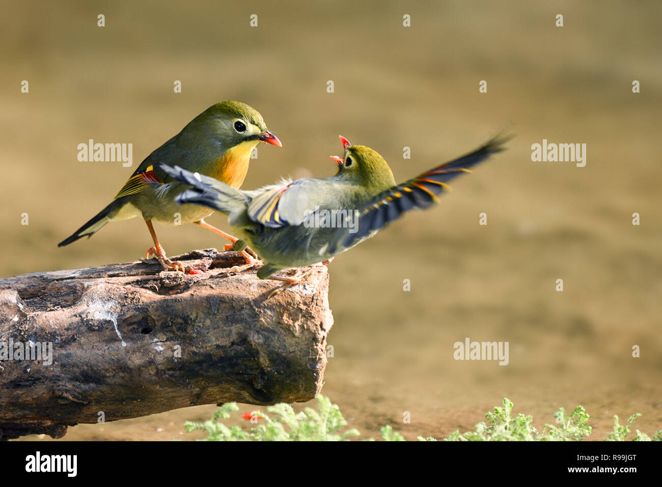 Schönheit in China Stockfoto