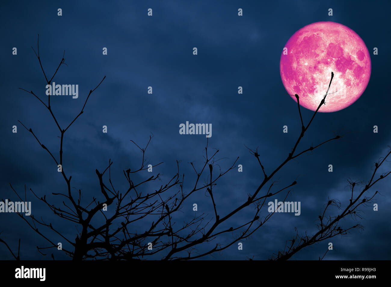 Super rosa Mond zurück silhouette Zweig trockenen Baum nacht Cloud, Elemente dieses Bild von der NASA eingerichtet Stockfoto