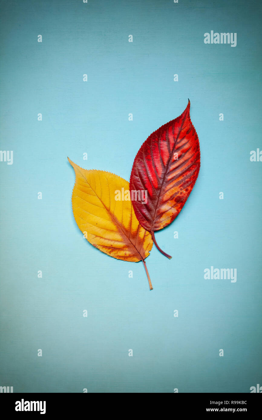 Zwei Blätter im Herbst Stockfoto