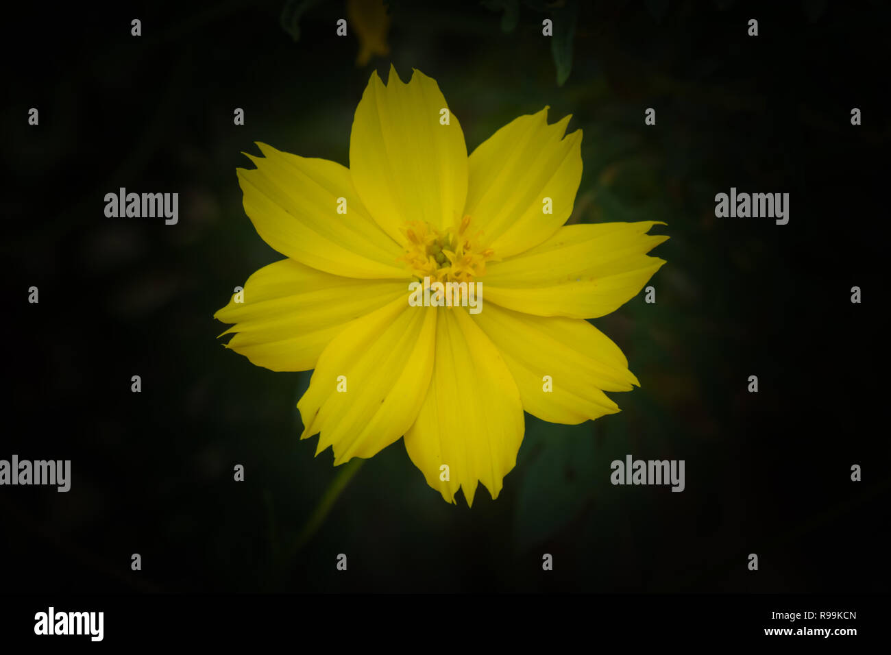 Kosmische Gelb Cosmos Blume im Garten auf schwarzem Hintergrund Stockfoto