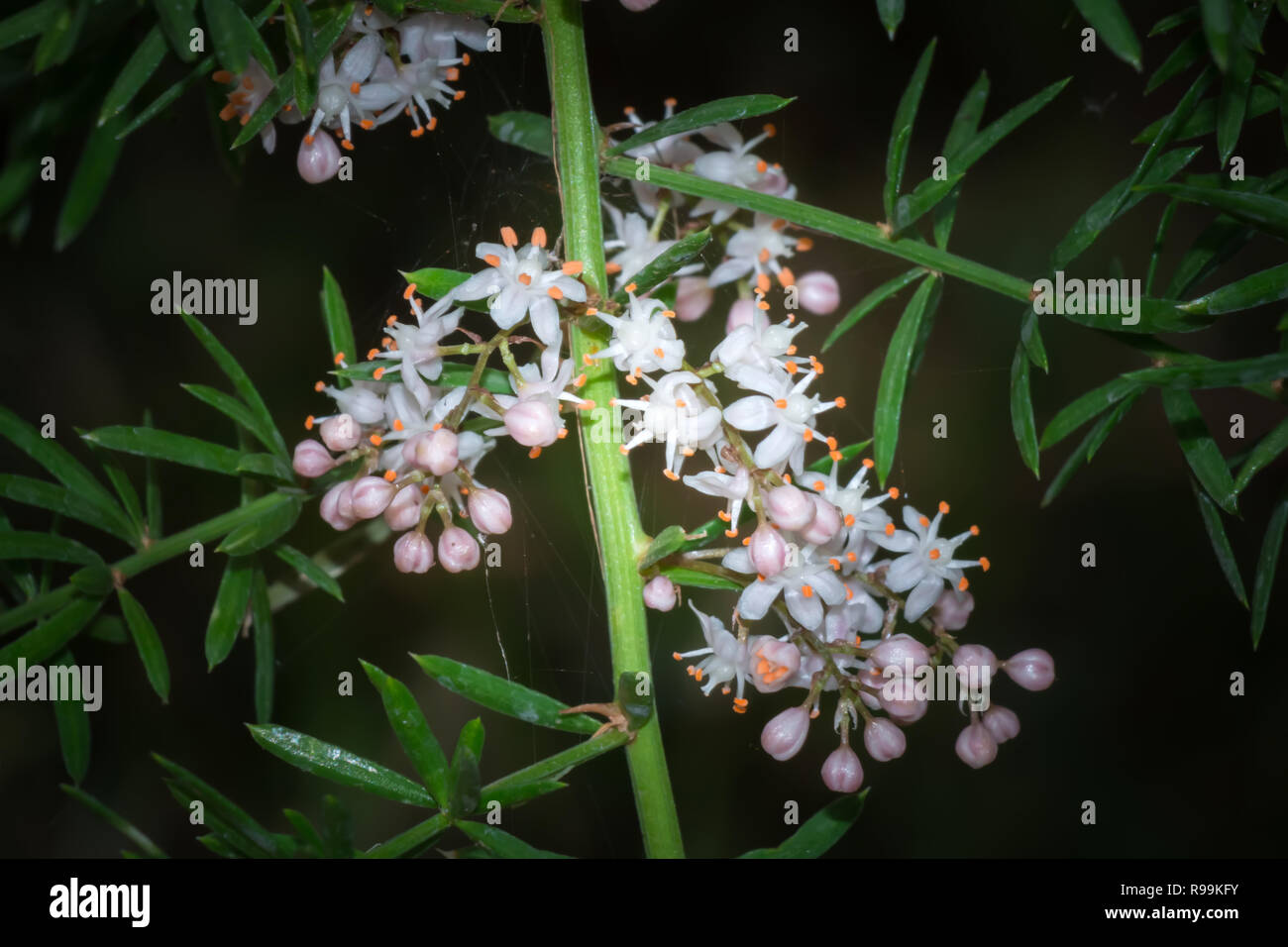 Nahaufnahme von Asparagus densiflorus Blume im Garten Stockfoto