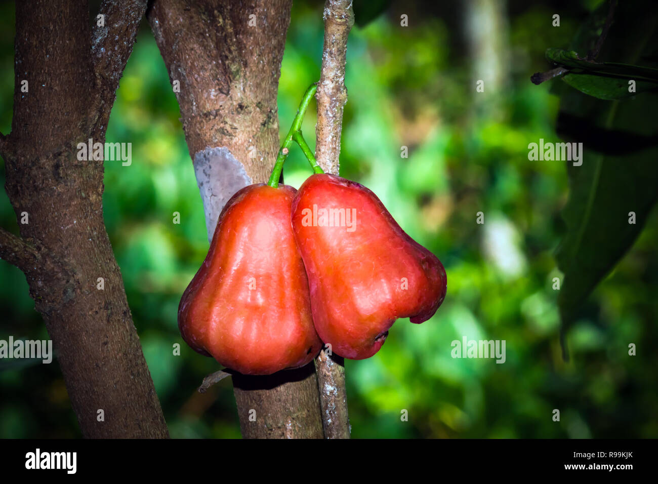 Leckere junge gesunde organische saftige Syzygium samarangense hängend an einem Zweig Stockfoto