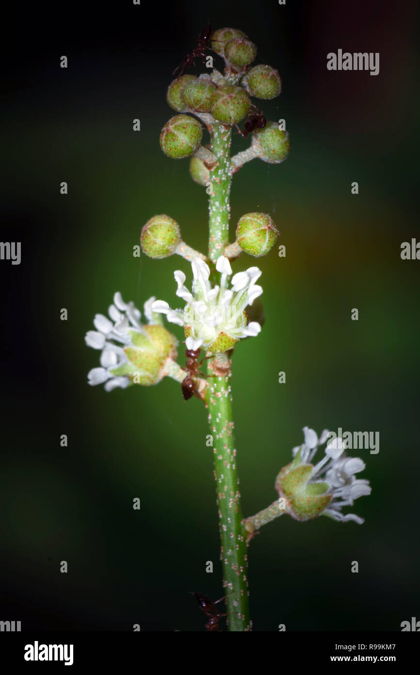 Nahaufnahme, Wildblumen im Garten! Stockfoto