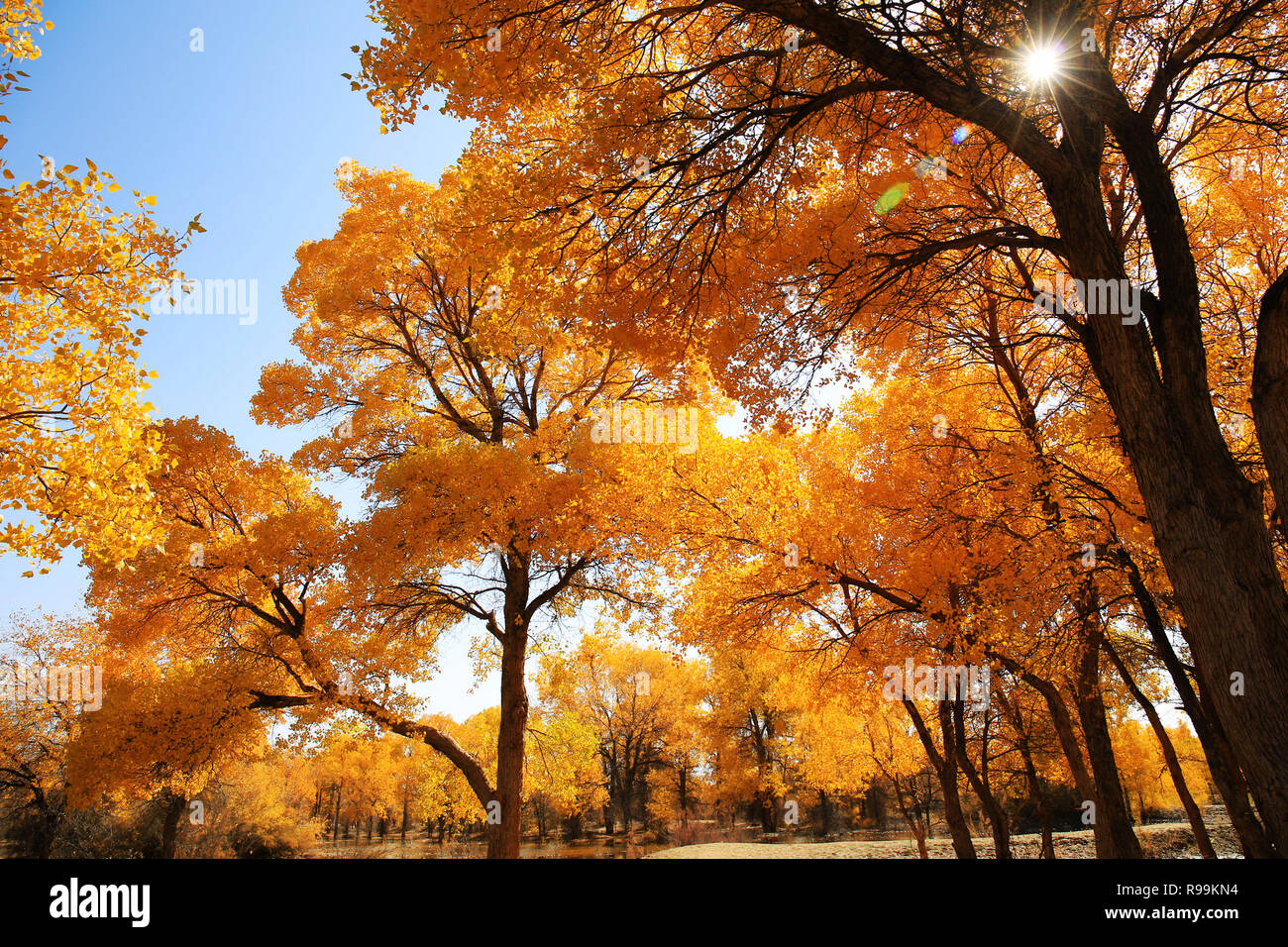 Schönheit in China Stockfoto