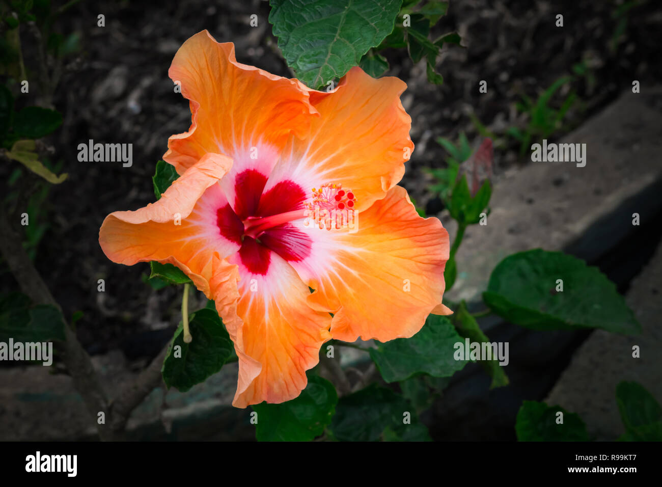 Leuchtend gelbe Blüten von Hibiskus (Hibiscus rosa sinensis) im Garten