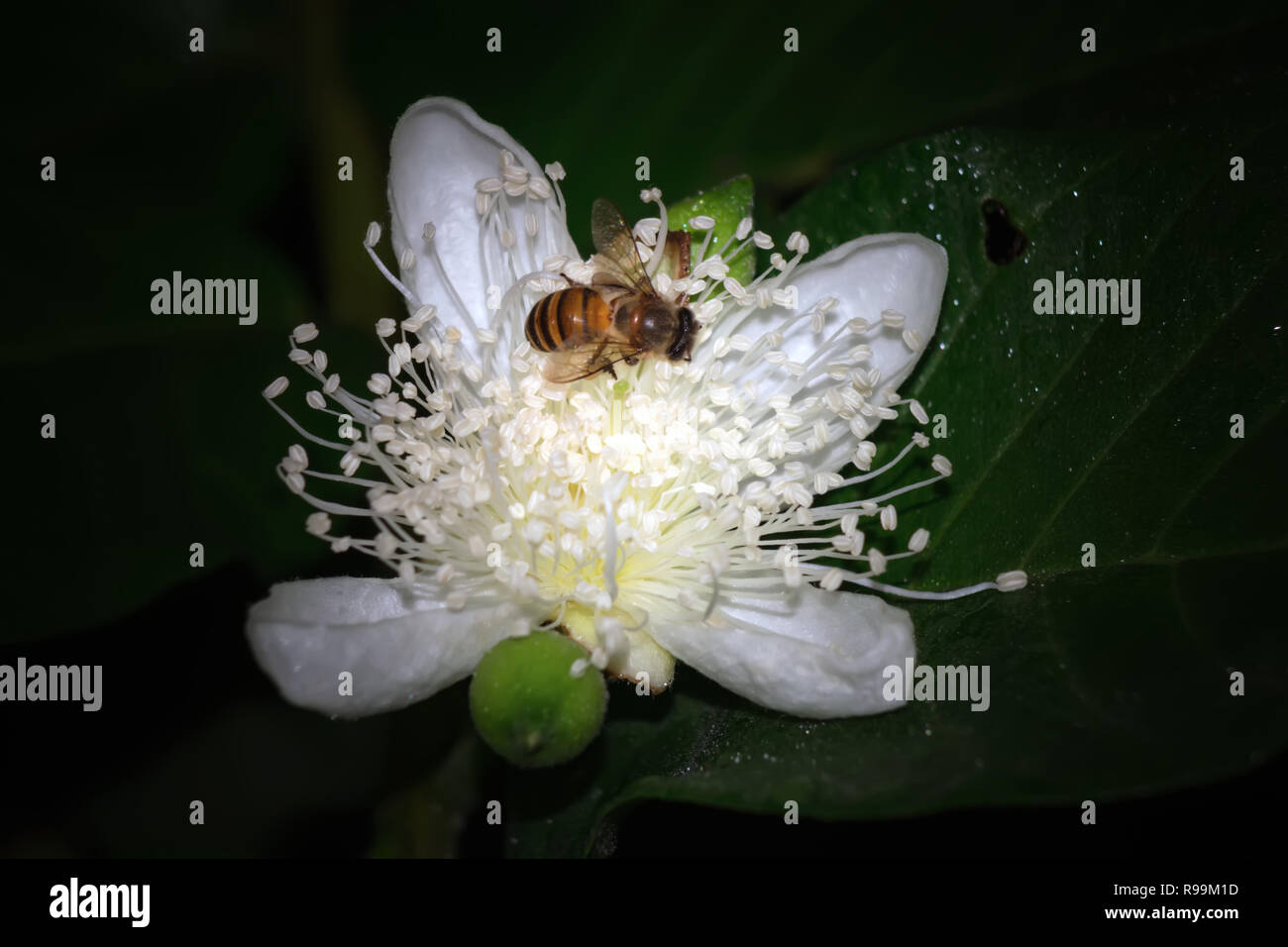 Psidium guajava/Guave Blume auf Baum im Garten Stockfoto