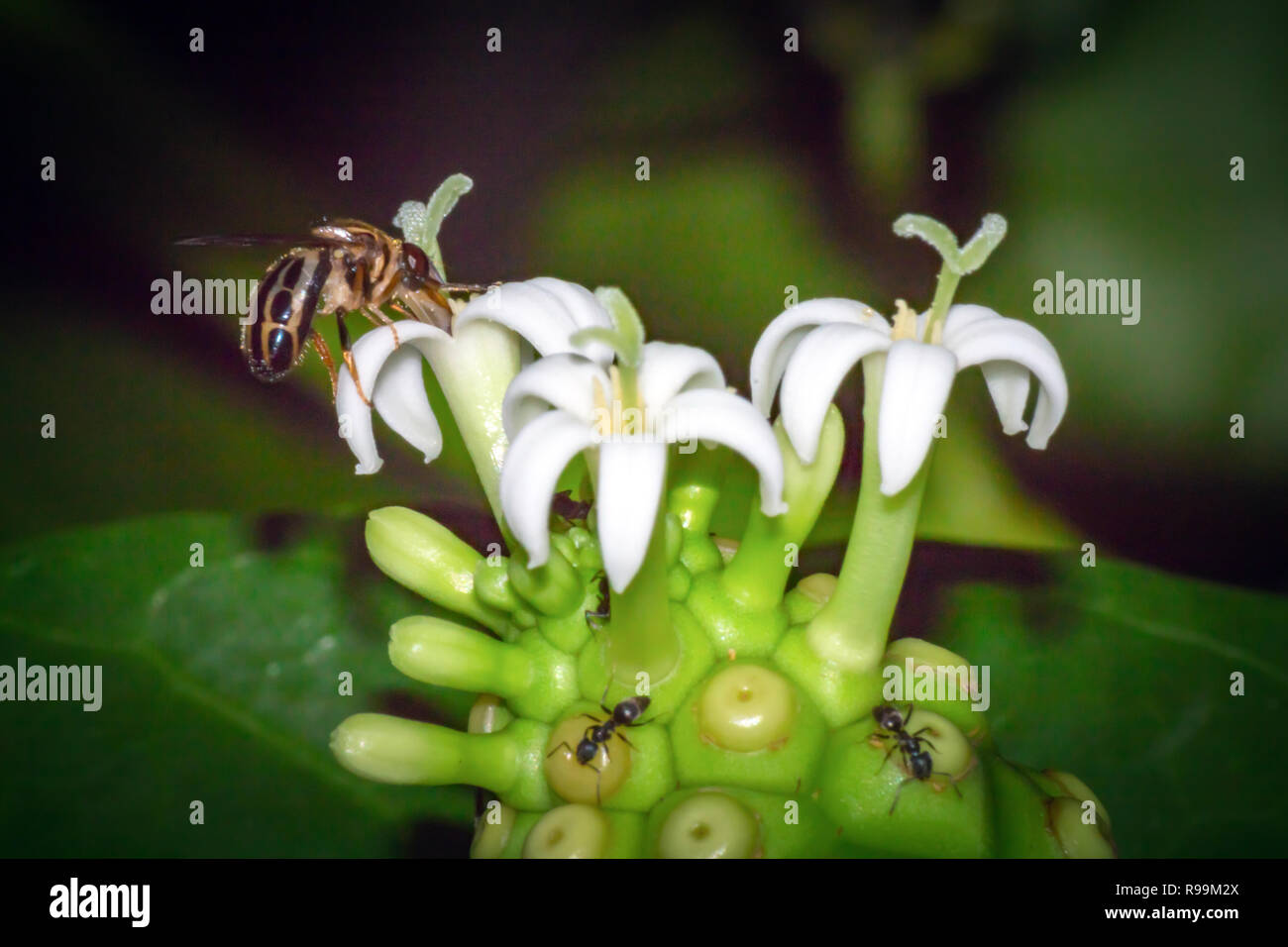 Noni Obst und Blumen auf dem Baum, Morinda citrifolia Stockfoto