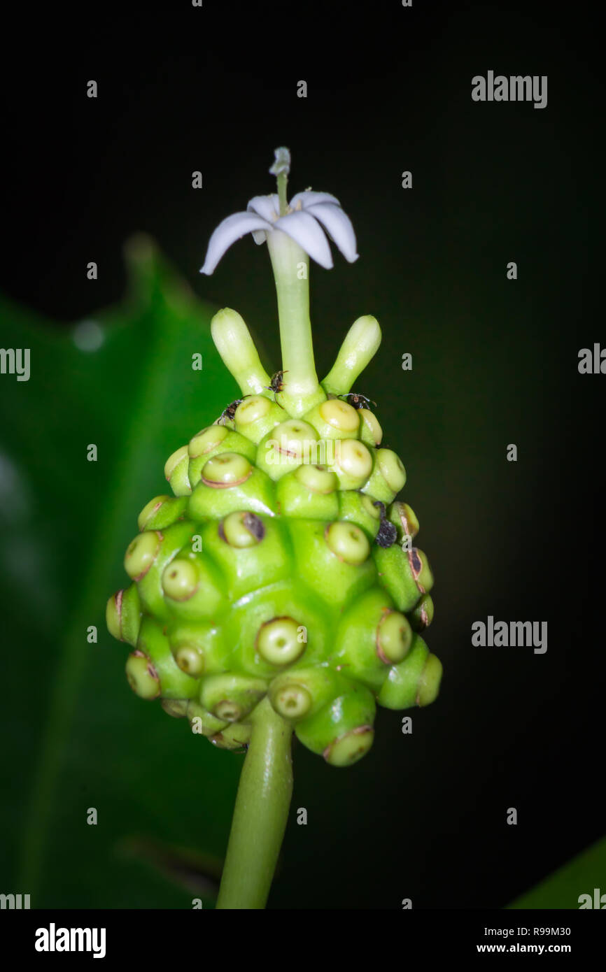 Noni Obst und Blumen auf dem Baum, Morinda citrifolia Stockfoto