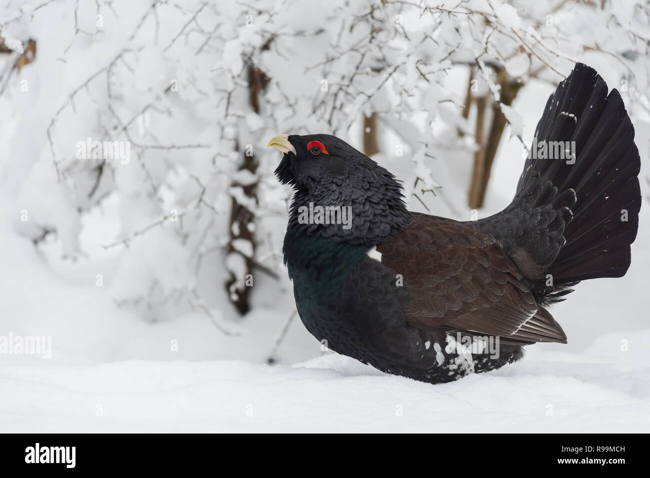 Auerhahn, Tetrao urogallus, männliche Western auerhahn Auerhahn Stockfoto