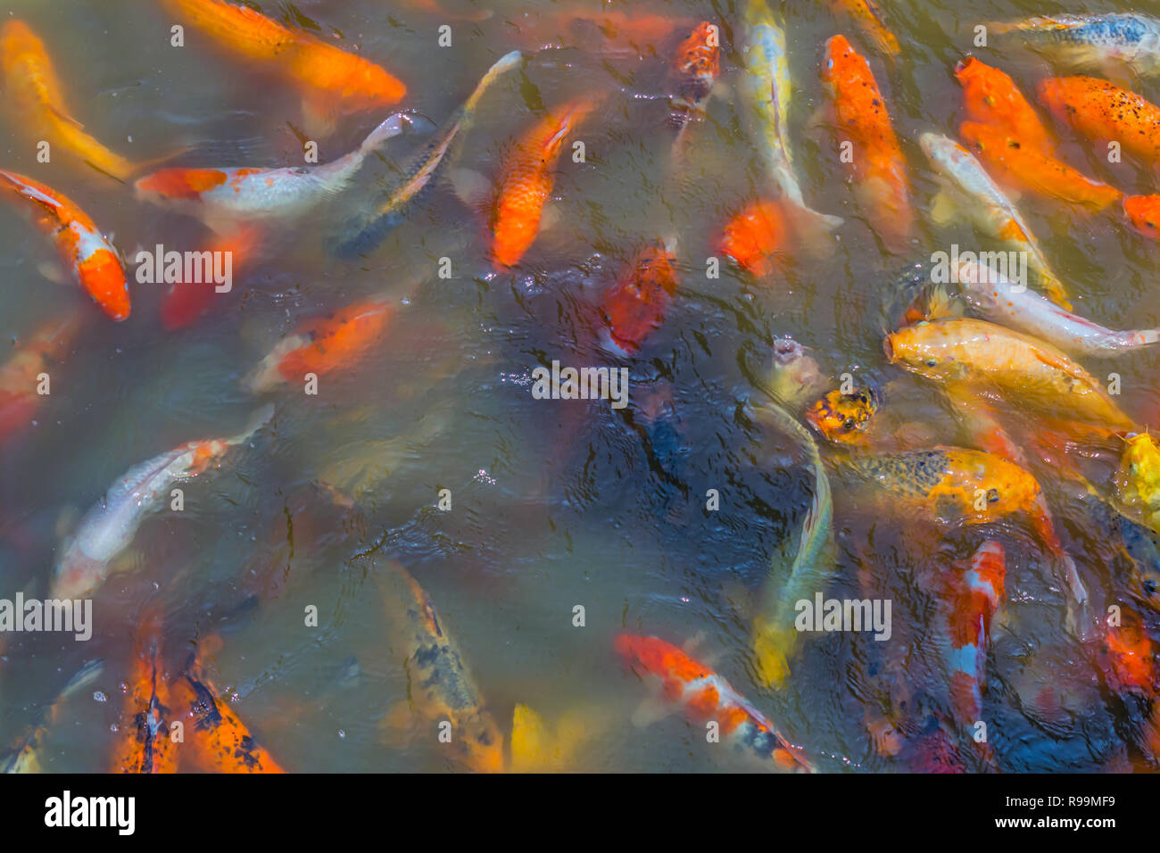 Koi im Teich (Koi) Stockfoto