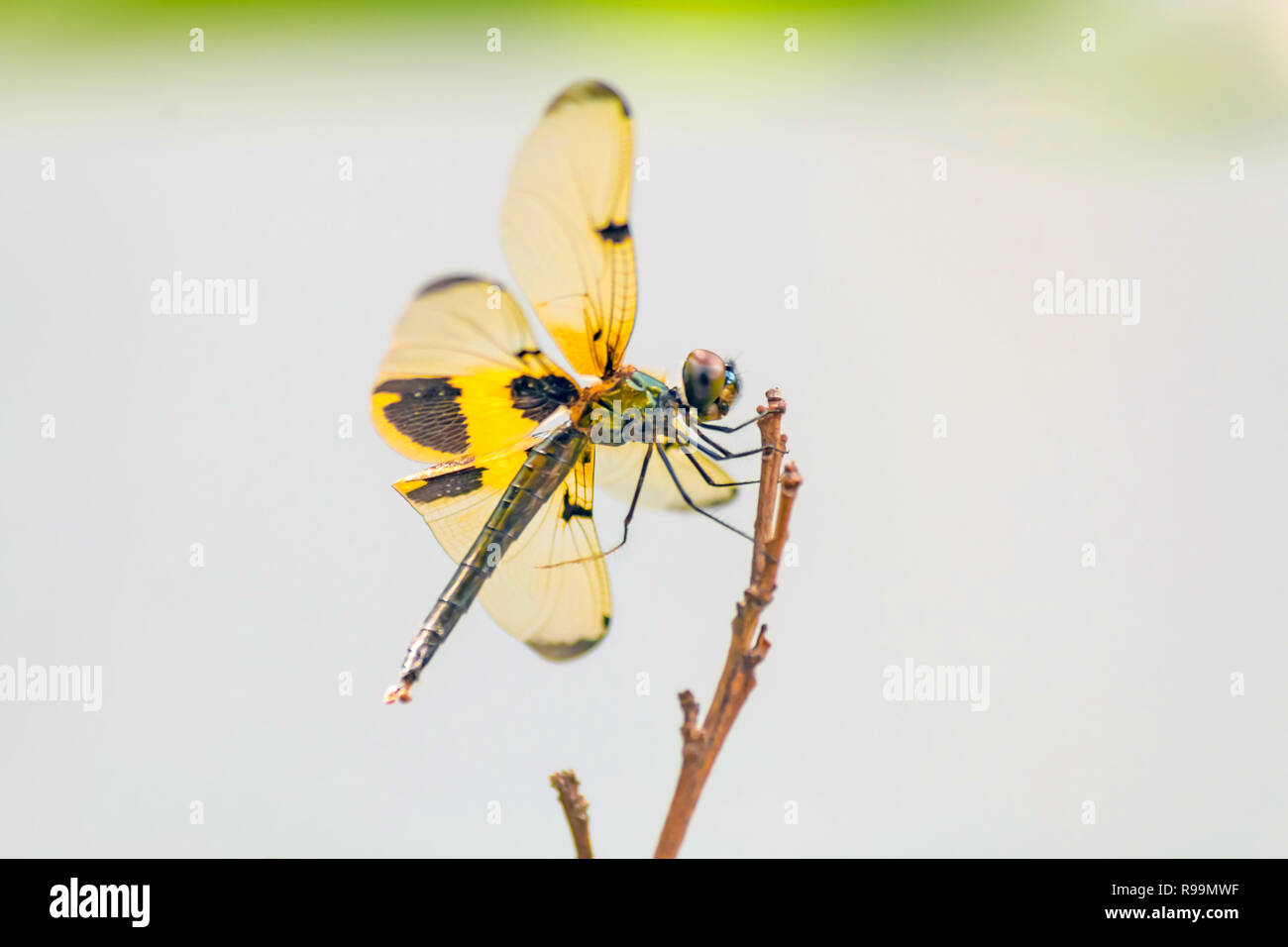 Close up schöne Libelle im Garten Stockfoto