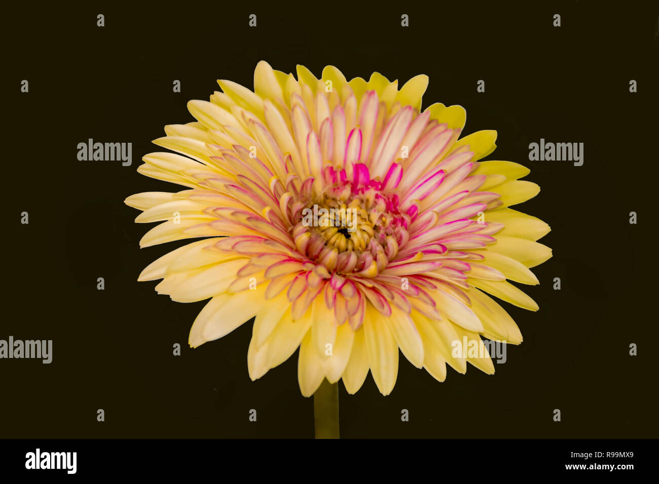 Close up Schöne gerbera Blume isolierte schwarze Hintergrund Stockfoto