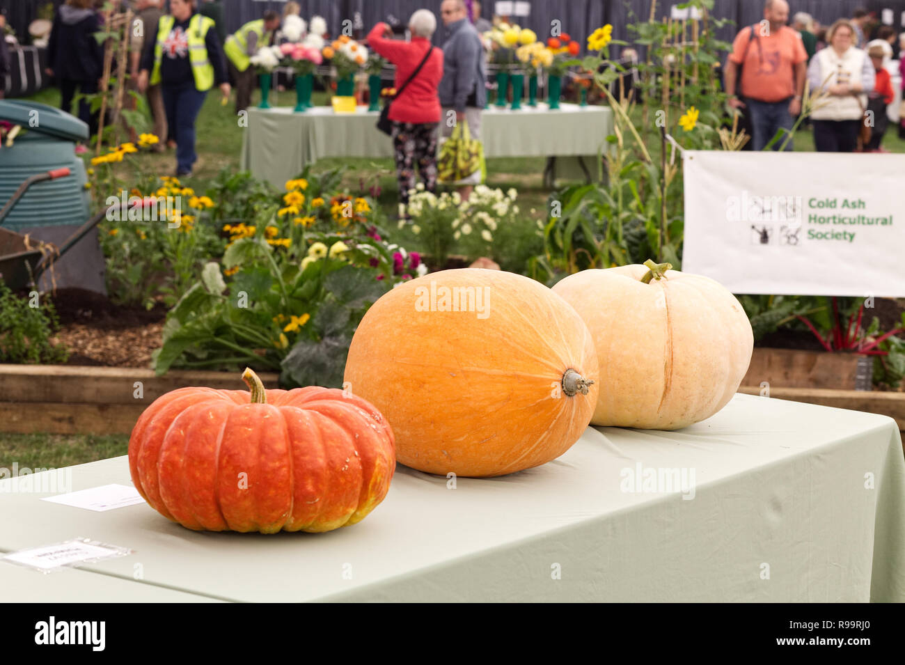 Preisgekrönte Winter Squash auf Display Stockfoto