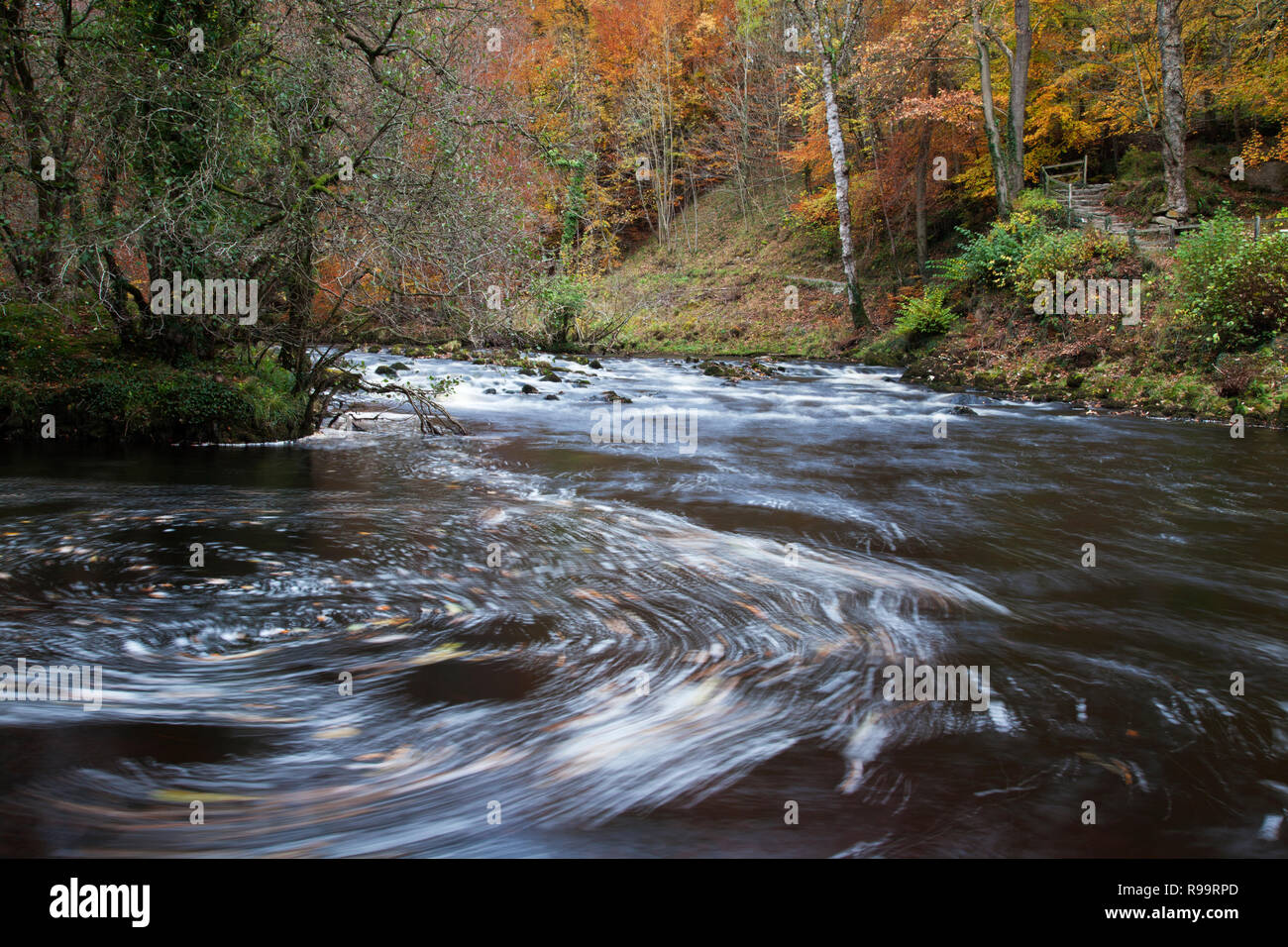 River Wharfe durch Strid Holz im Herbst in Bolton Abbey, North Yorkshire Dales Stockfoto