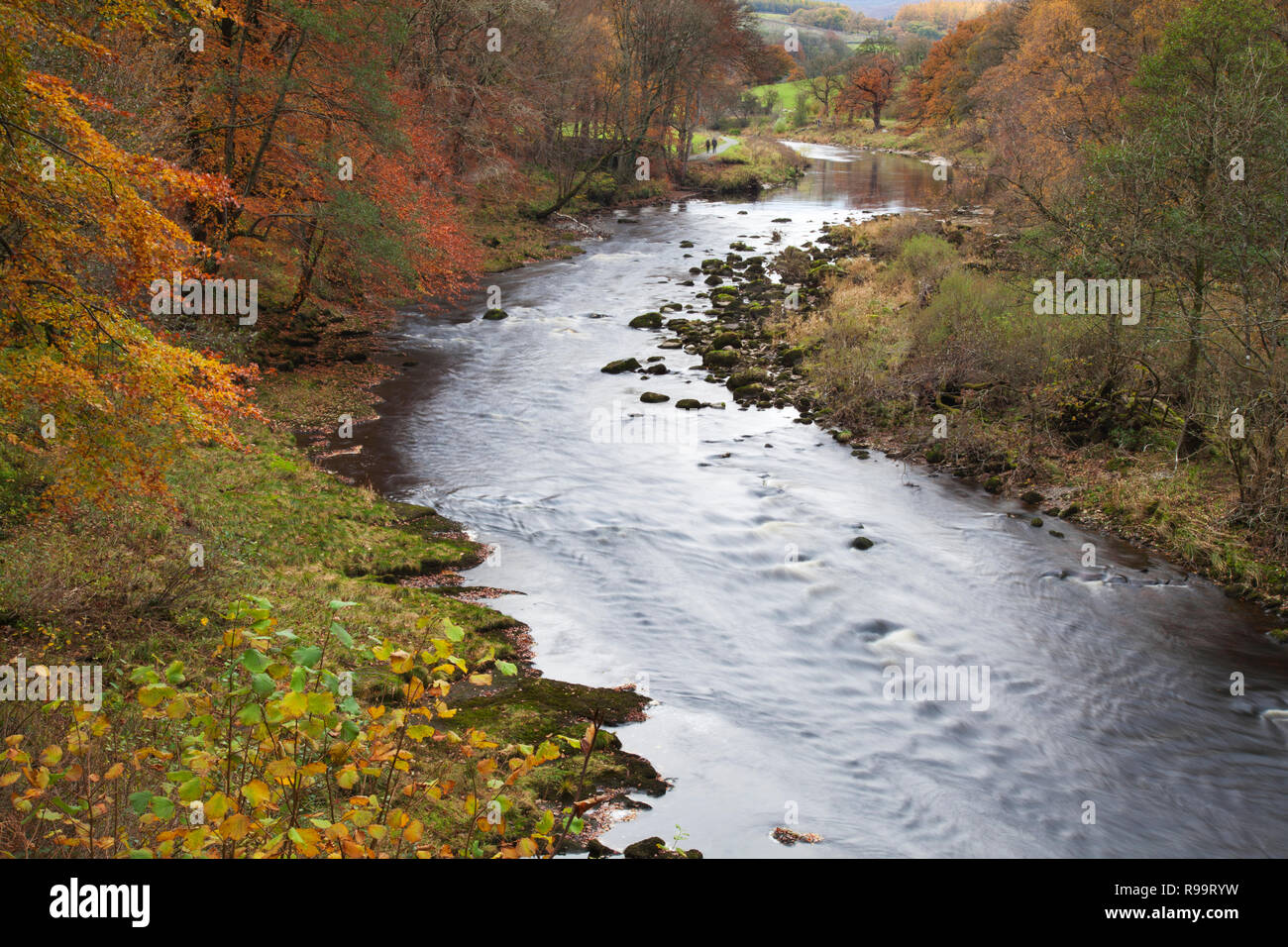 River Wharfe in Richtung Barden Brücke, Stird Wald im Herbst, Bolton Abbey, North Yorkshire Dales Stockfoto