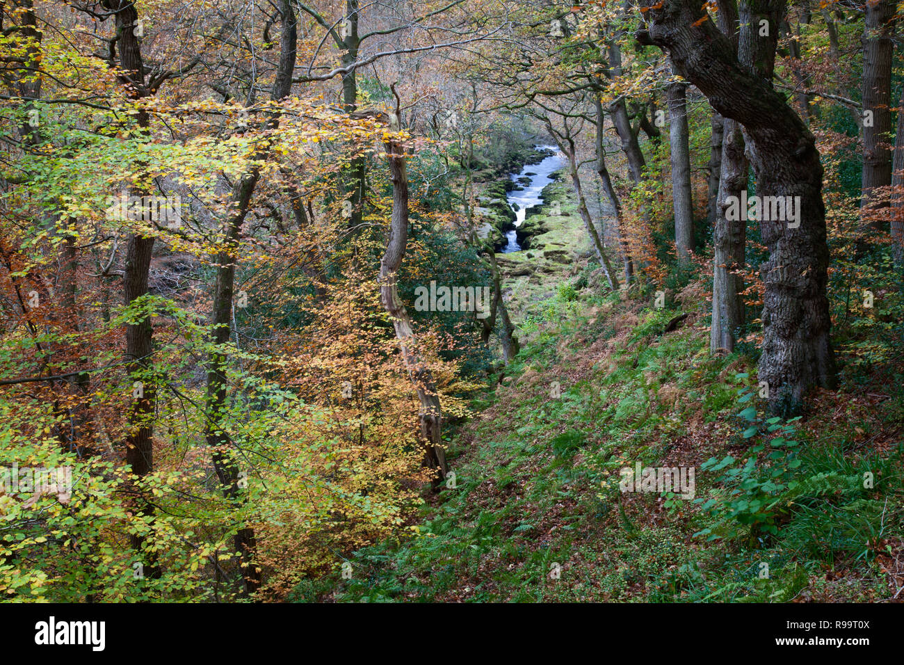 Die Strid von oben, Herbst Farbe bei Bolton Abbey,Yokshire Dales Stockfoto