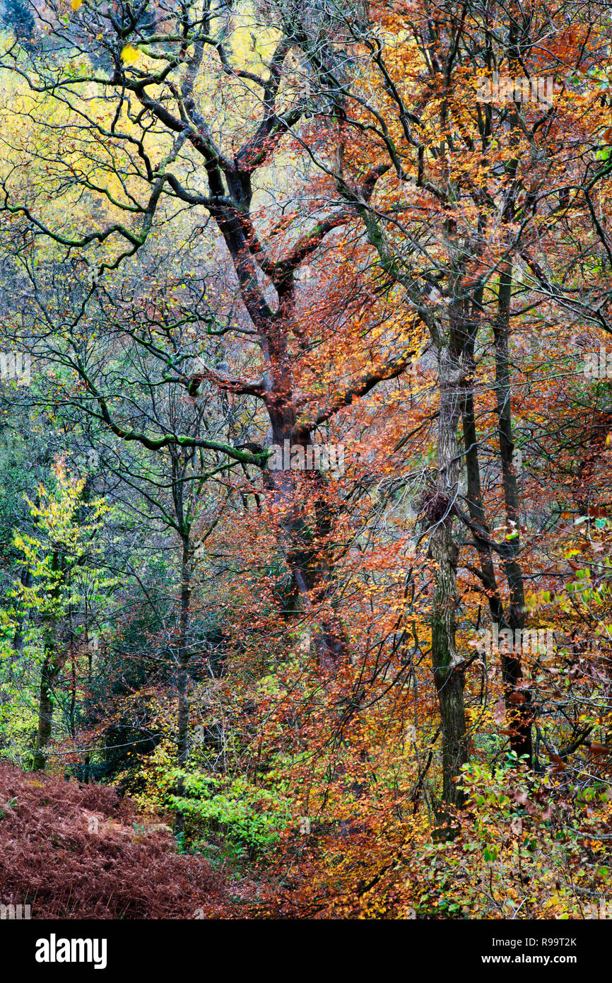 Strid Holz in Bolton Abbey im Herbst, North Yorkshire Dales Stockfoto