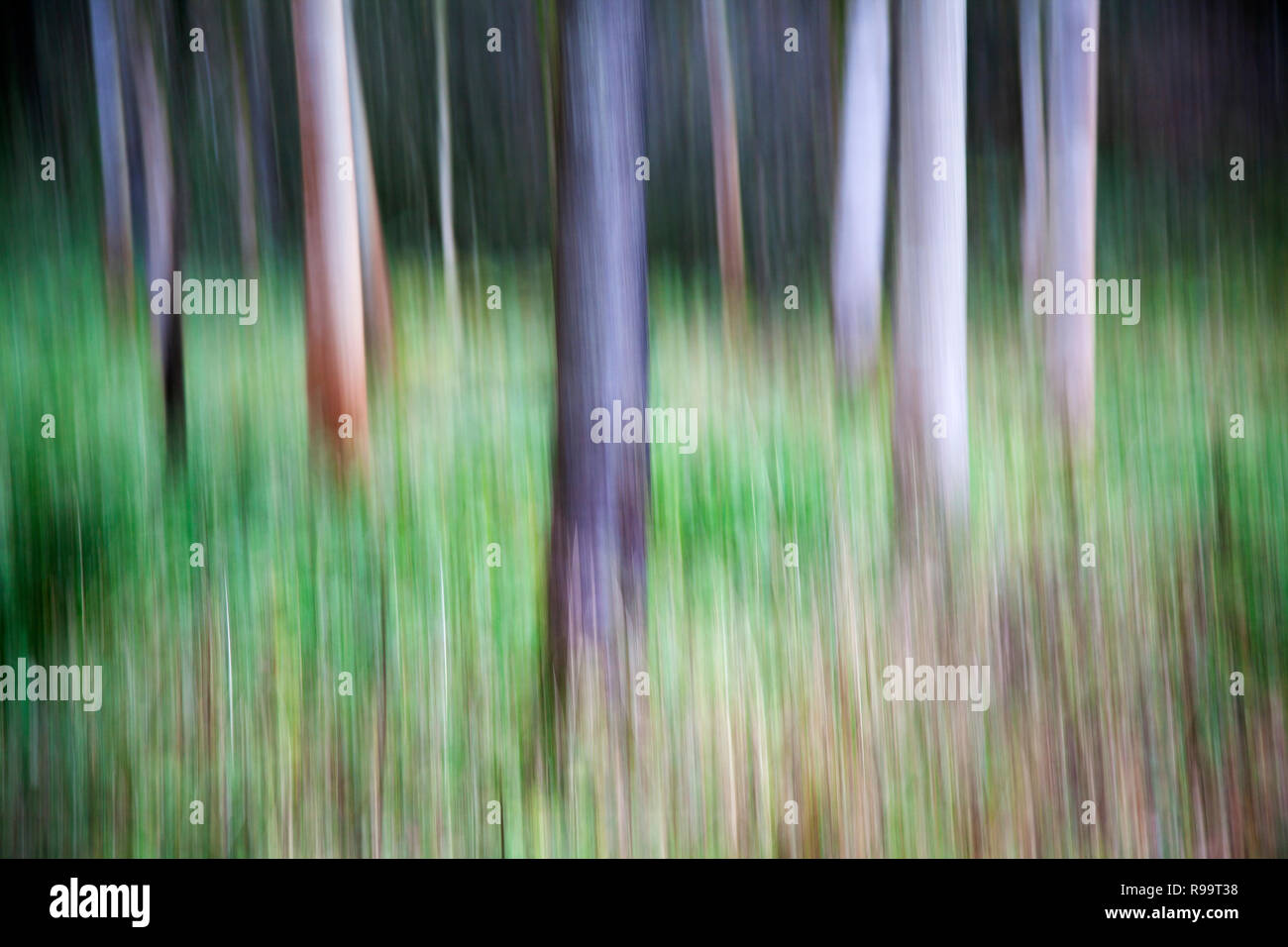 ICM-bewusste Bewegung der Kamera an Strid Wald im Herbst, Bolton Abbey, North Yorkshire Dales Stockfoto