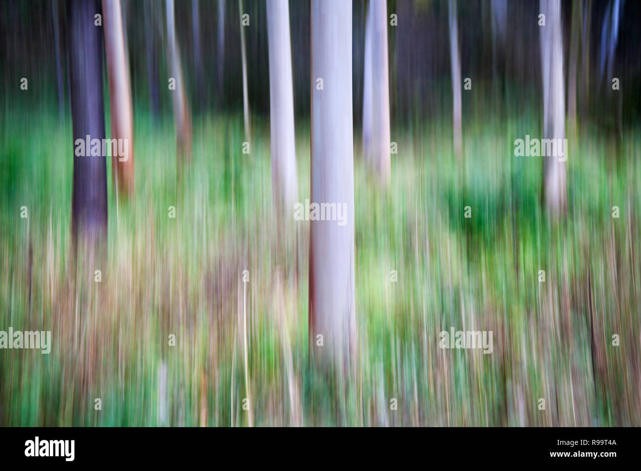 ICM-bewusste Bewegung der Kamera an Strid Wald im Herbst, Bolton Abbey, North Yorkshire Dales Stockfoto