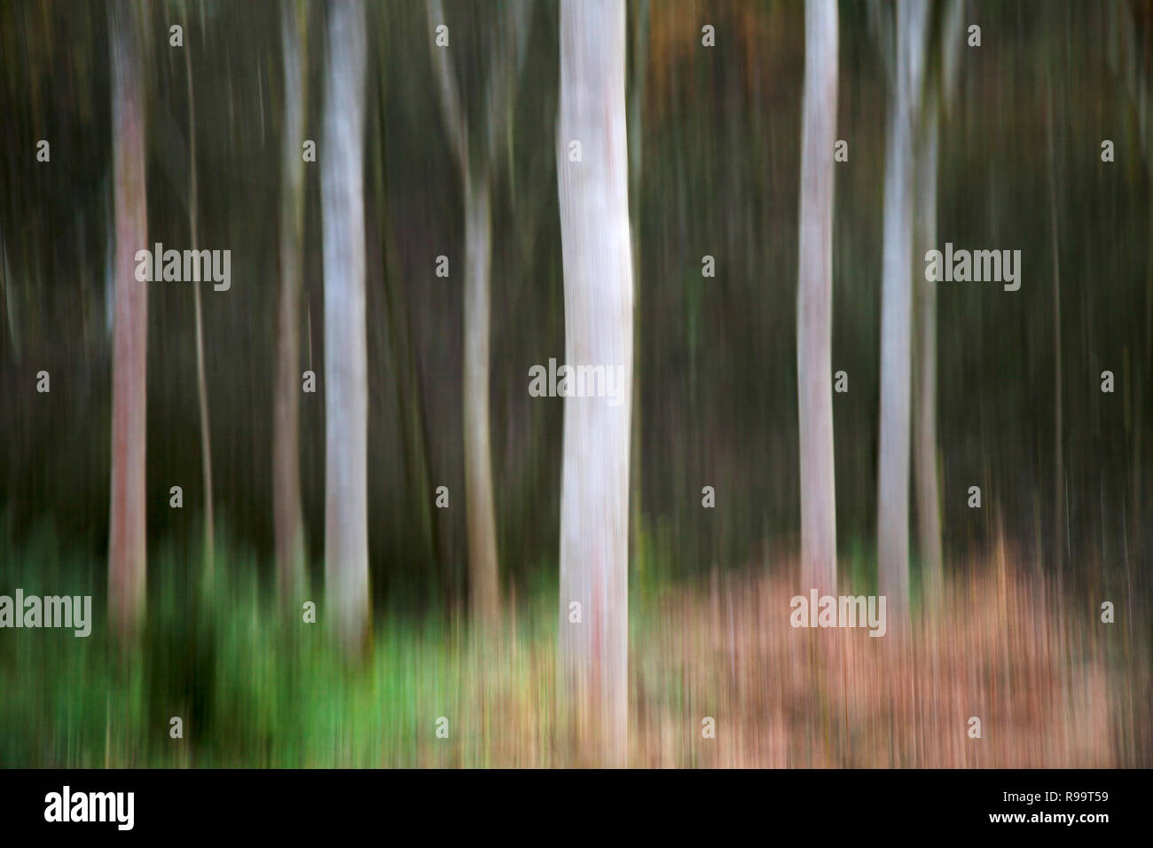 ICM-bewusste Bewegung der Kamera an Strid Wald im Herbst, Bolton Abbey, North Yorkshire Dales Stockfoto