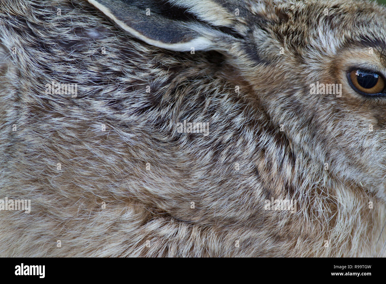 Europäische Hase oder Feldhase, Lepus europaeus, Großbritannien Stockfoto