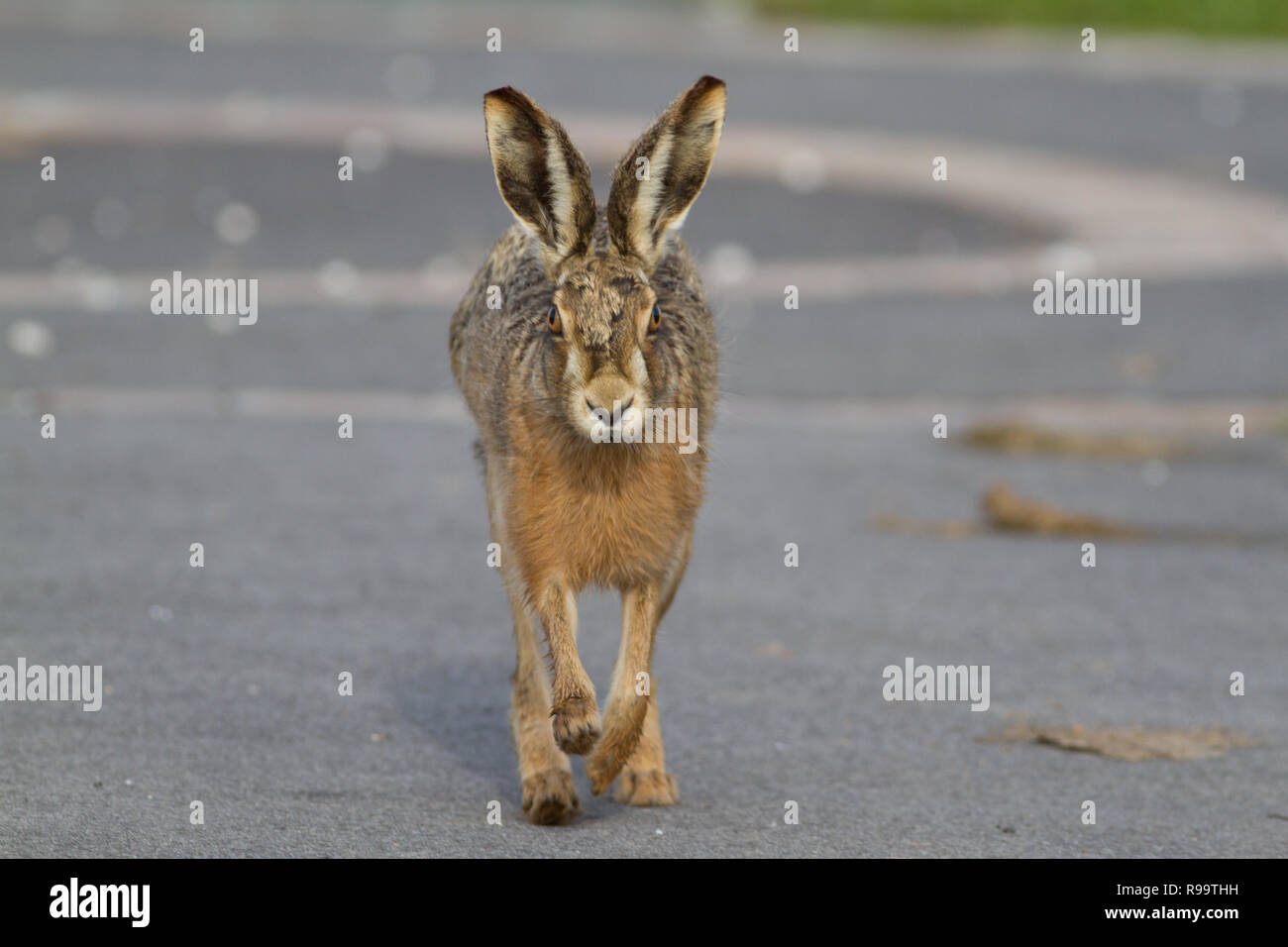 Europäische Hase oder Feldhase, Lepus europaeus, Großbritannien Stockfoto