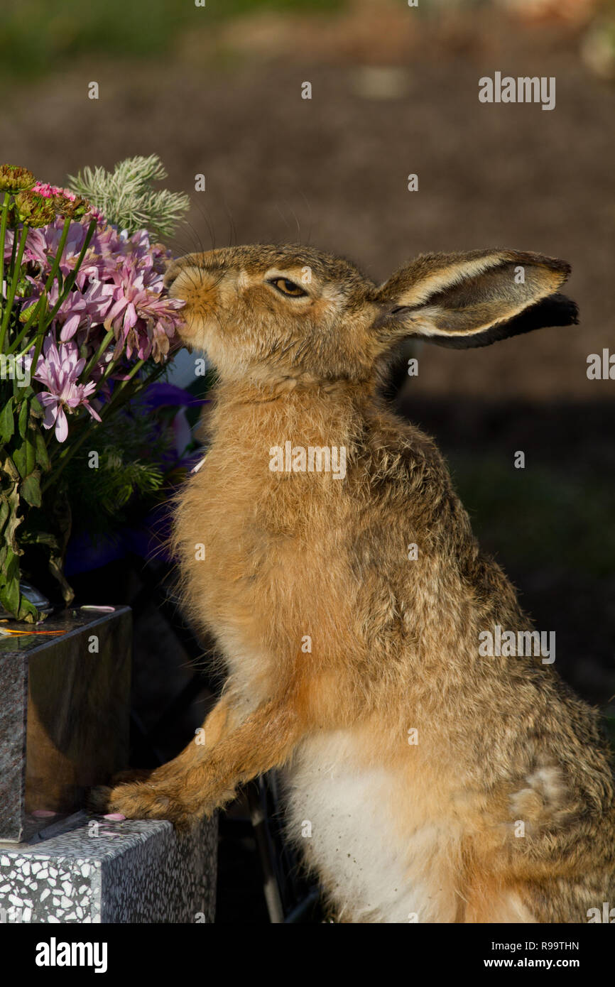 Europäische Hase oder Feldhase, Lepus europaeus, Großbritannien Stockfoto