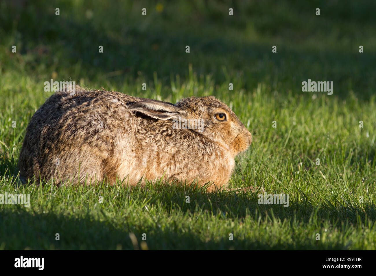 Europäische Hase oder Feldhase, Lepus europaeus, Großbritannien Stockfoto